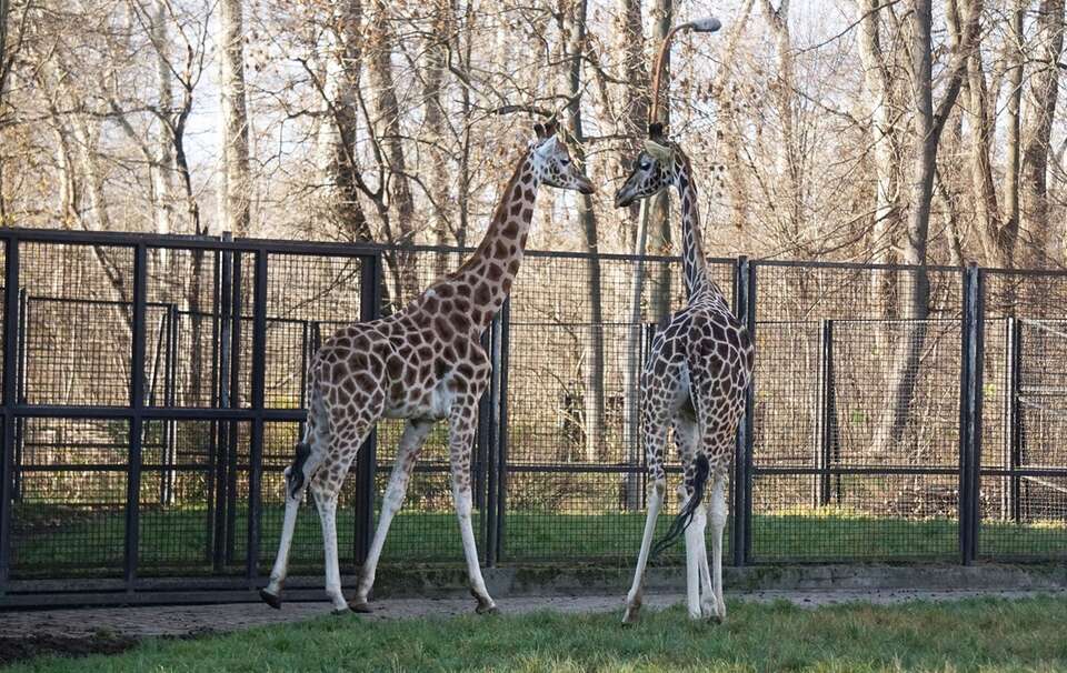 Trzaskowski's ZOO explains that it buys hay from Germany