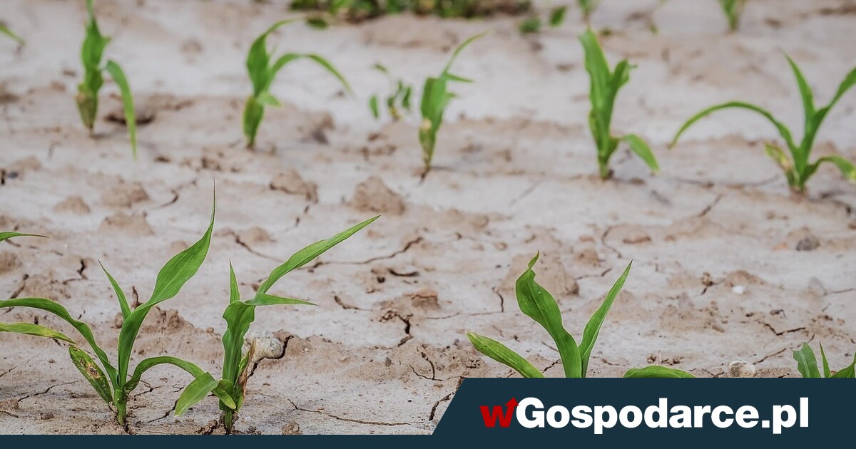 Niszcząca susza na Dunajem! Rolnicy będą porzucać pola?