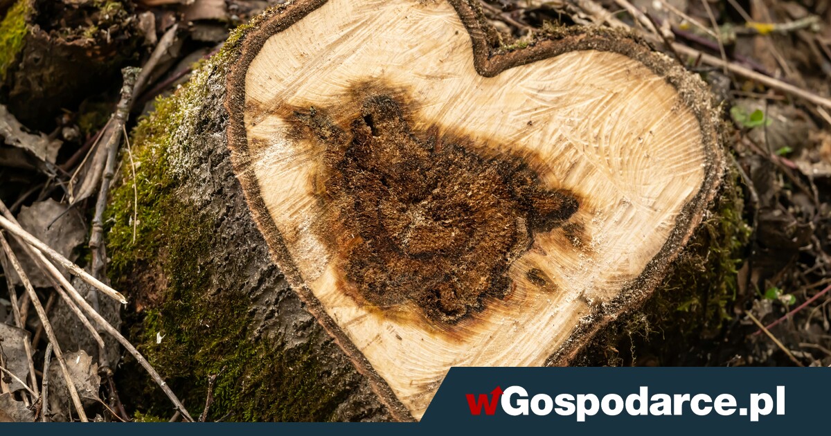 „Milcząca zgoda” na wycinkę drzew