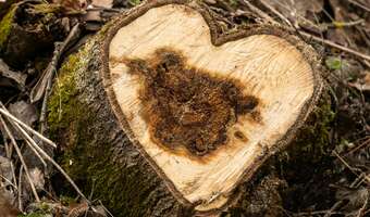 „Milcząca zgoda” na wycinkę drzew