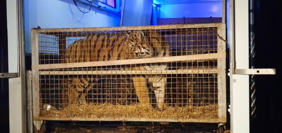  Tygrys w klatce przetransportowany do zoo w Poznaniu / autor:  	PAP/ZOO POZNAŃ