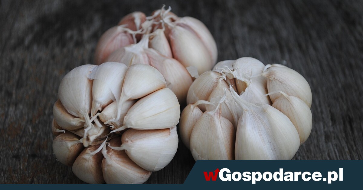 Naturalne środki na odporność nie zawsze są bezpieczne…