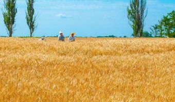 W Ukrainie przez wojnę zabraknie zbiorów z 2,4 mln hektarów