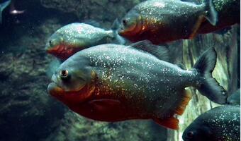 Kim   wrzucił generała do akwarium z piraniami