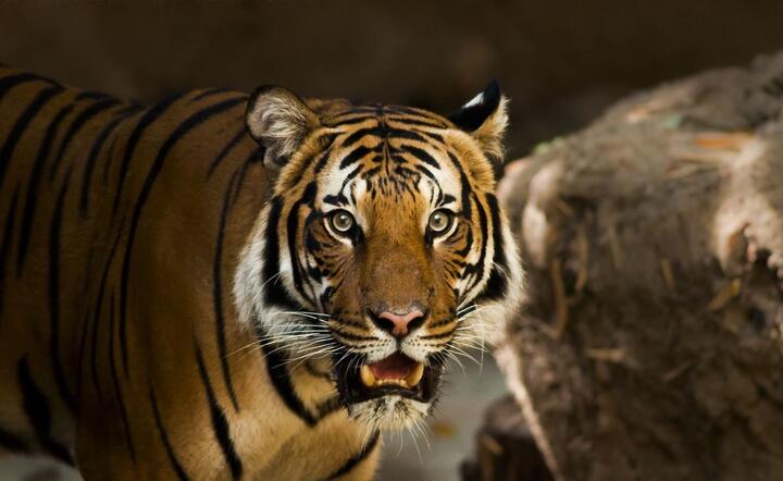 Tragedia w zoo w Zurychu. Tygrys zaatakował kobietę