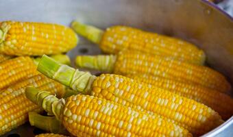 Zbiory kukurydzy 2023 dobiegają końca. Najnowszy raport