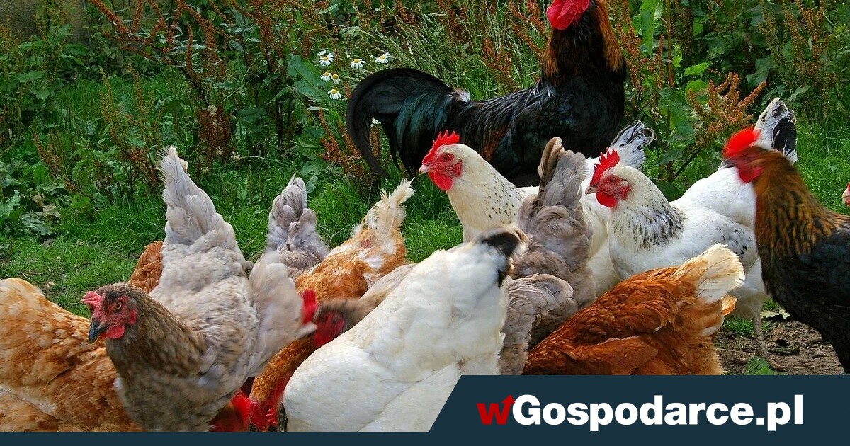 Polscy drobiarze stracili kolejny rynek zbytu