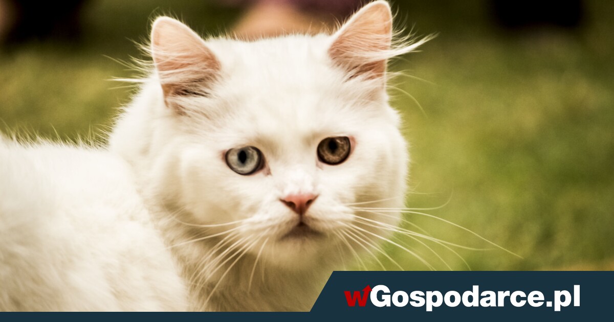 Dofinansowanie na kastracje zwierząt. Tam otrzymali 20 tys. zł