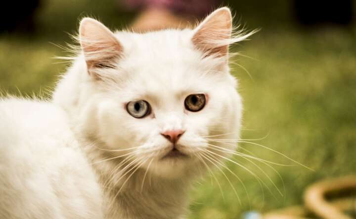 Kot / autor: Pixabay