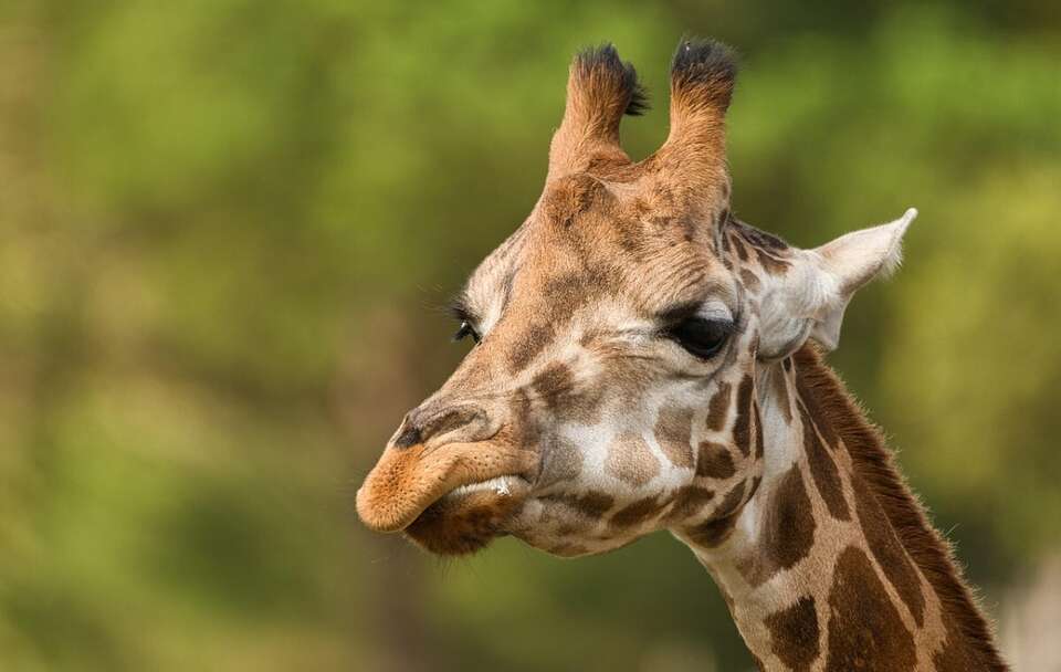 Zdjęcie ilustracyjne; Żyrafa / autor: Pixabay/davidosta