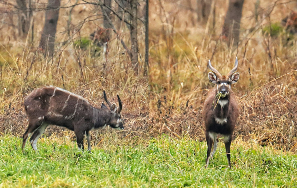 Sitatunga sawannowa  / autor: FB/Fundacja Kopytka z nadzieją