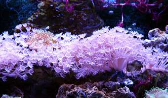 Zoologiczny szmugiel. Chcieli przerzucić całe akwarium!