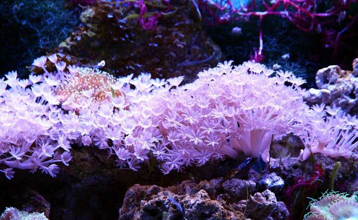 Do POlski miało trafić ponad 1000 sztuk rozmaitych koralowców. ZDJĘCIE ILUSTRACYJNE / autor: Pixabay