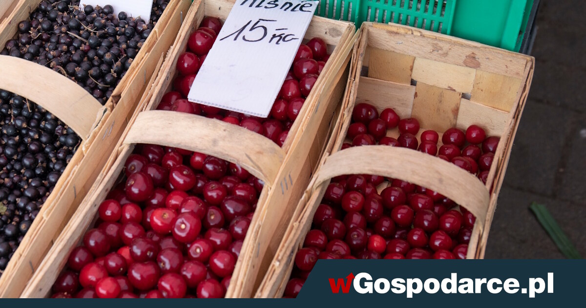 Otrzymaj 1,08 zł za kg wiśni. Ot, taka oferta pracy