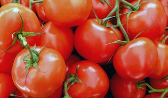 Przemycali narkotyki z Hiszpanii w … pomidorach