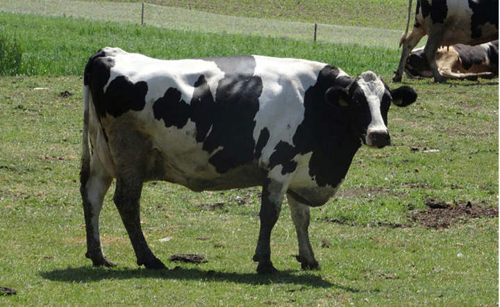 Projekt rządowy przewiduje dopłąty do krów i trzody / autor: Frtaria