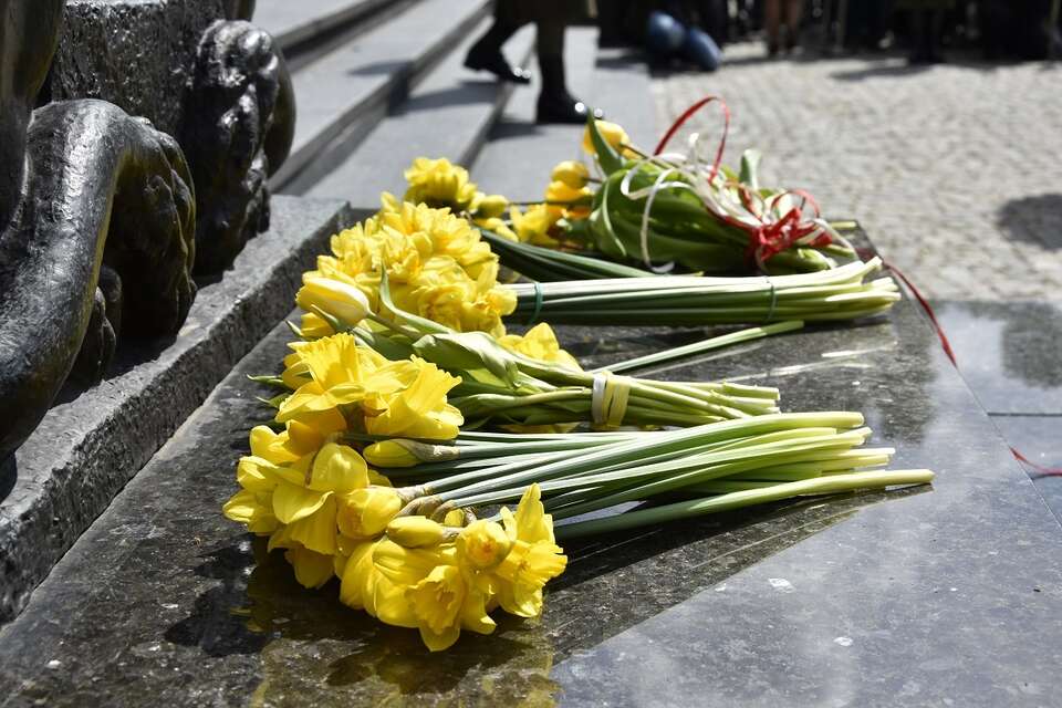 Żółte żonkile pod Pomnikiem Bohaterów Warszawskiego Getta / autor: Fratria