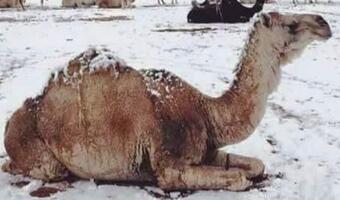 Na Saharze spadł śnieg! Mroźna "bestia" dotarła na pustynię?