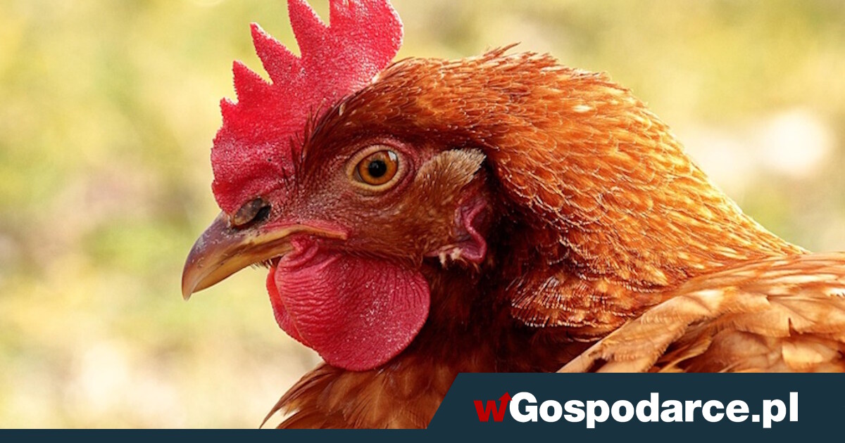 Massacre. Bird flu in Poland. "6 million birds have already died"