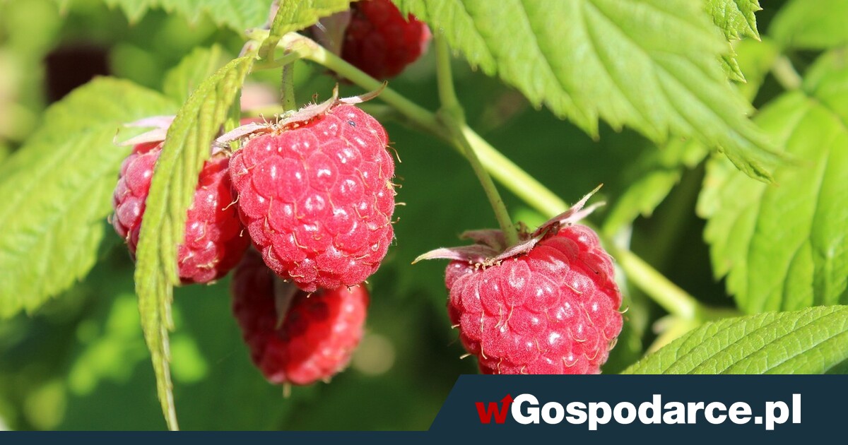 Czy Polska pozostanie malinową potęgą?