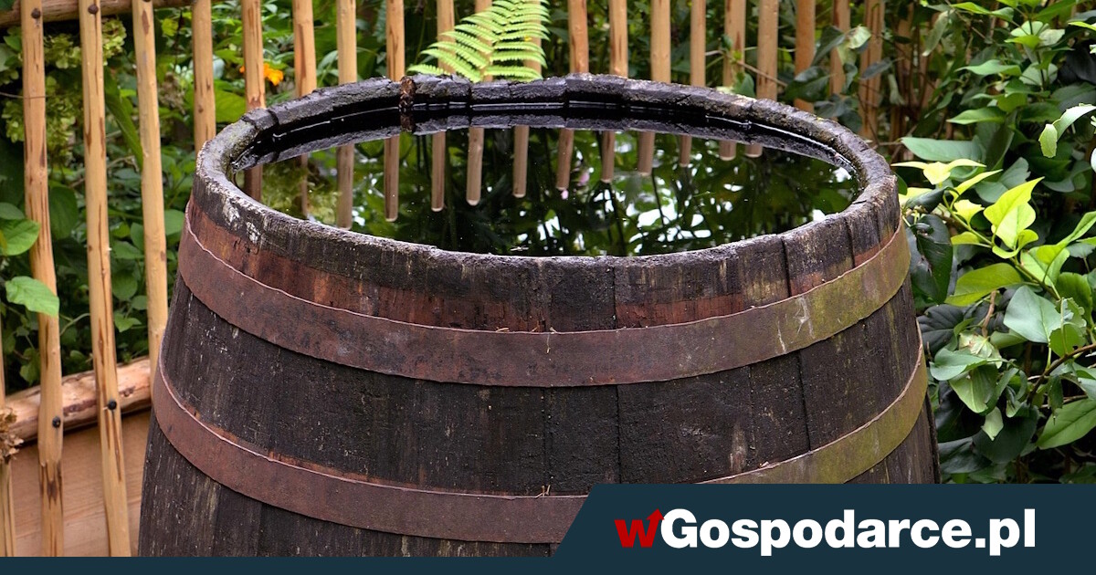 Dofinansowanie na "deszczówkę". Rusza nabór wniosków