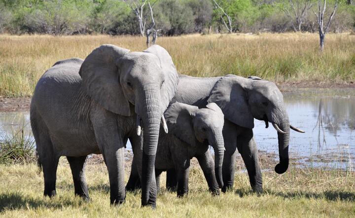 W tym roku dla pozyskania kości słoniowej zabito ponad 1 600 zwierząt
