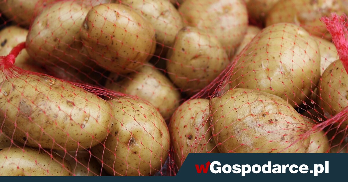 Ziemniaki tańsze niż... woda!