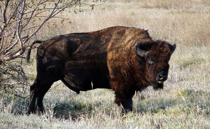 Szacunkowy koszt ostatnich poszukiwań bizona wyniósł około 30 tys. zł. ZDJĘCIE ILUSTRACYJNE / autor: Pixabay