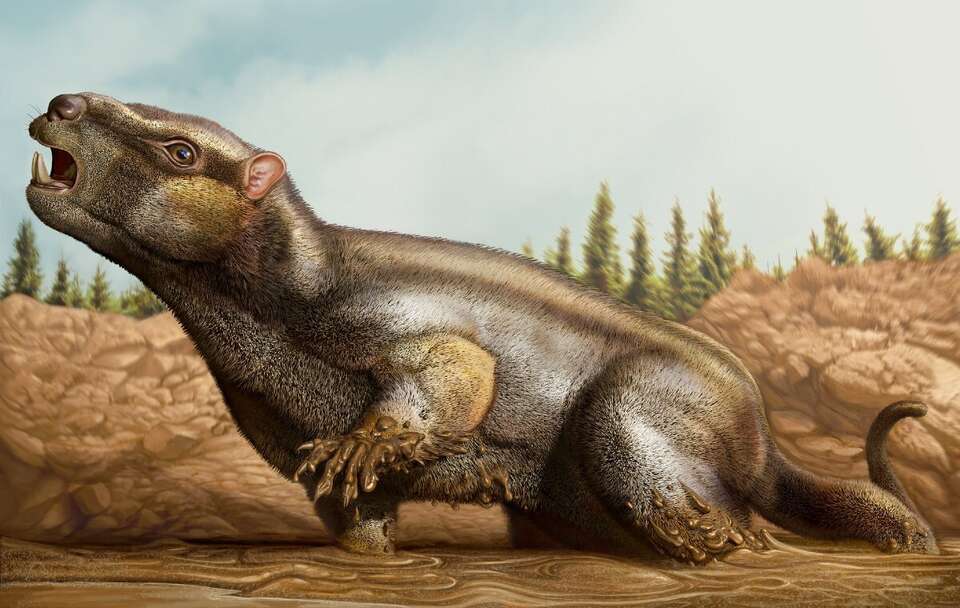 Nieznany dotychczas gatunek gryzonia / autor: FB/Sociedade de História Natural