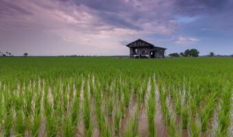 Holandia będzie miała własne uprawy … ryżu