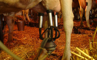 Polska złoży wniosek do KE o podjęcie interwencji na rynku mleka