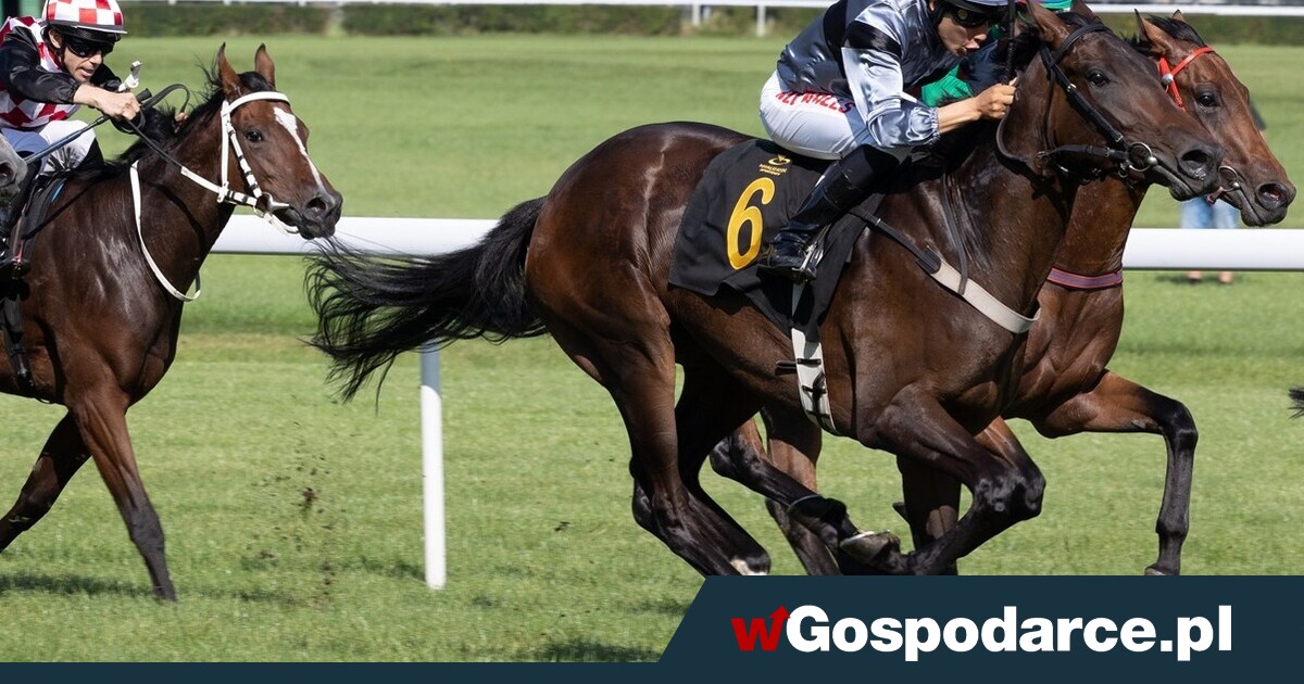 Skandal na Służewcu: koń galopował ze złamaną nogą!