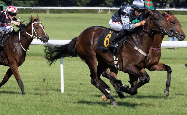 Skandal na Służewcu: koń galopował ze złamaną nogą!