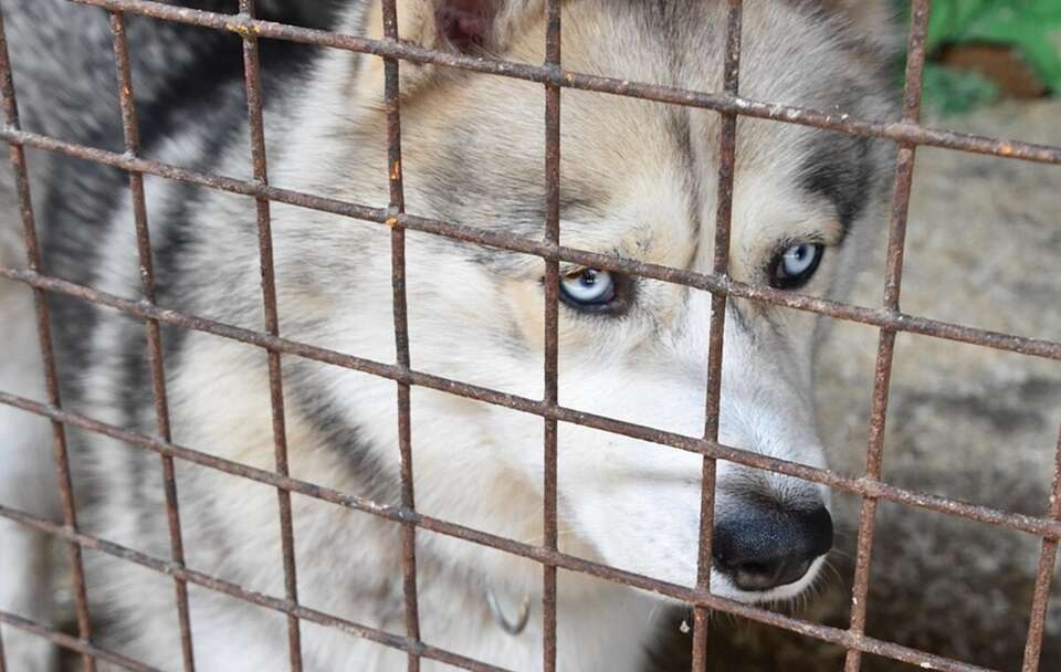 Zdjęcie ilustracyjne  / autor: Pixabay/kidsnewshu