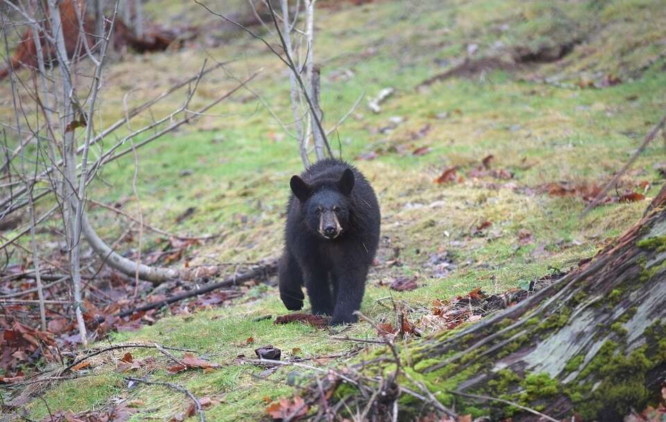 Niedźwiedź / autor: Pixabay/MargSkogland