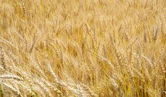 GPW kończy tydzień wzrostami