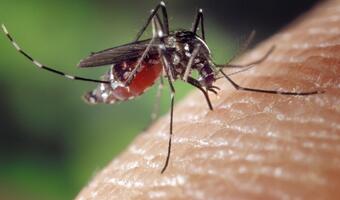 Zapobieganie epidemiom. Mapa niebezpiecznych komarów