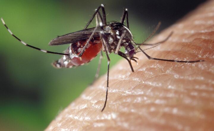 Zapobieganie epidemiom. Mapa niebezpiecznych komarów