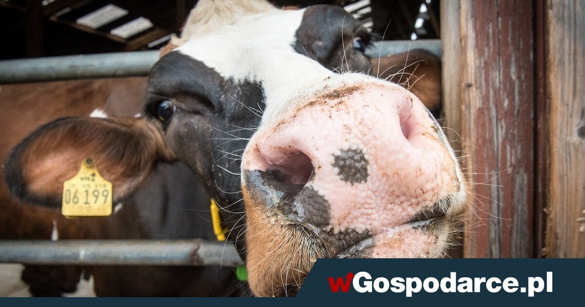 Zaraza bydła w Niemczech. Mamy szczęście w nieszczęściu