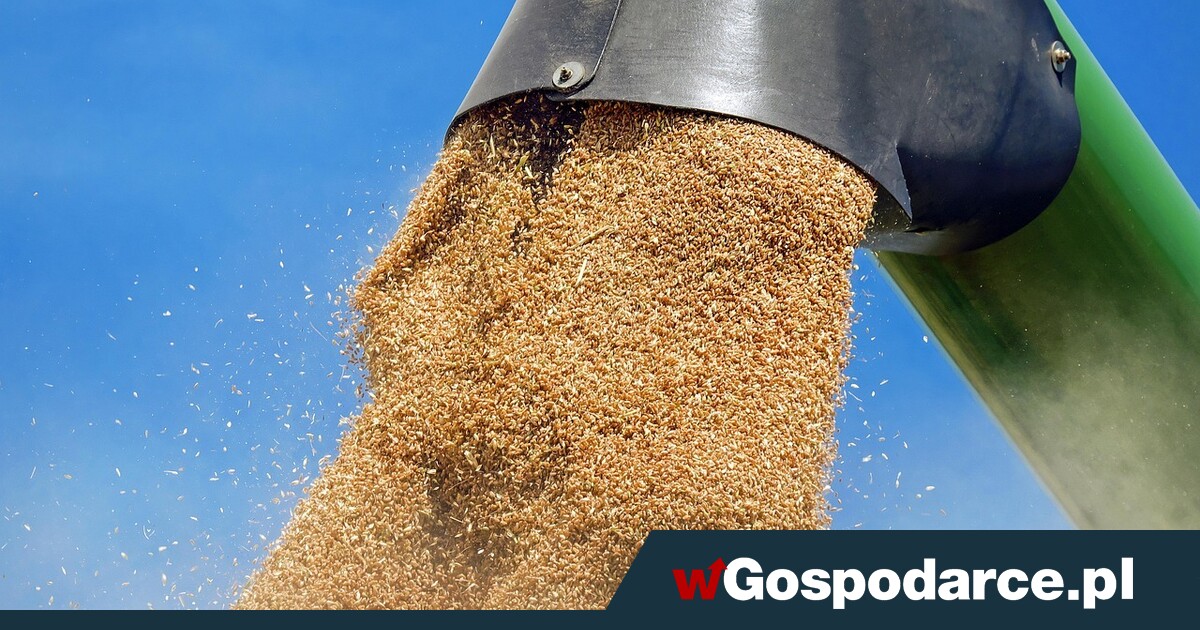 Eksport polskiego zboża spadł trzykrotnie!