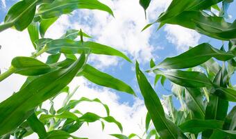 Komentarz surowcowy: Ceny zbóż w górę w oczekiwaniu na raport USDA