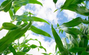 Co ocali gospodarkę Europy? Zbiory kukurydzy