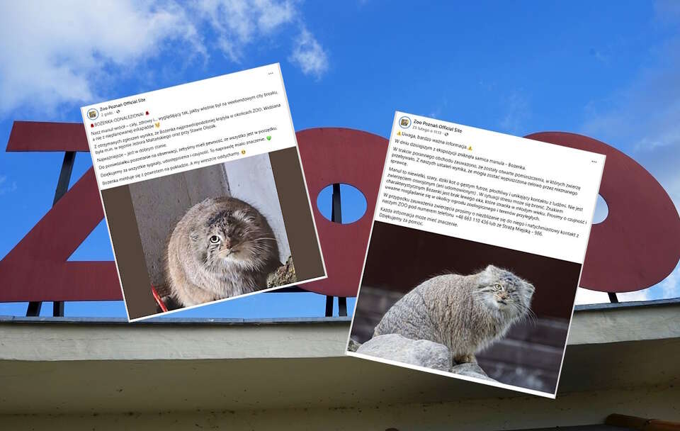 Na zdjęciu napis ZOO oraz wpis poznańskiego ZOO o odnalezieniu manula Bożenki / autor: Fratria/Fb-Zoo Poznań Official Site (screen)