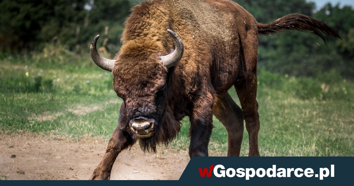 Żubr poturbował turystkę. Czy to człowiek zawinił?
