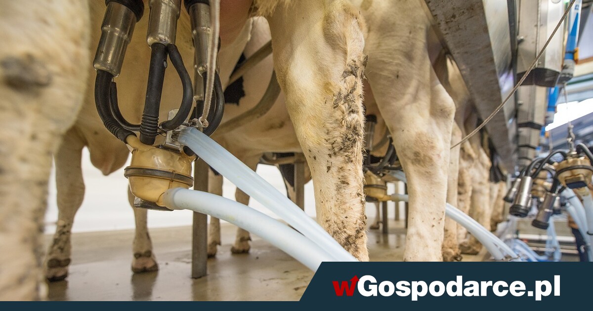 Mleko w skupie zdrożało przez rok o 10 proc.