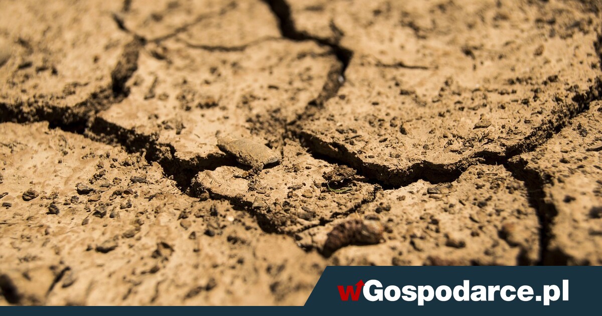 Susza zaczyna szkodzić uprawom