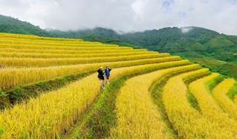 Greenpeace wywalczył zakaz uprawy złotego ryżu