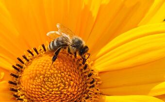 Warroza: Zagrożenie dla pszczół