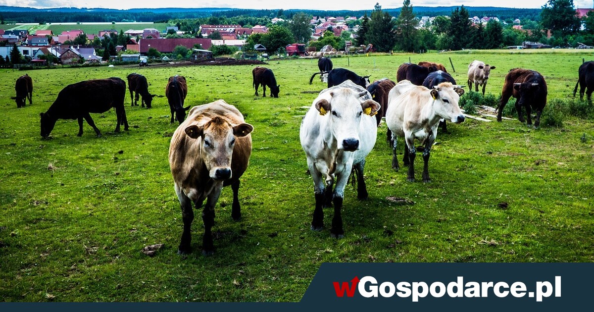 Zaraza zwierząt na Słowacji! Od dziś zakazy na granicy