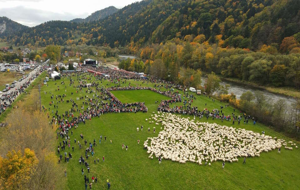 SZCZAWNICA JESIENNY REDYK / autor: PAP/Grzegorz Momot